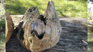 What is Heart Pine?