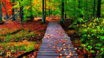 عبد الرحمن مسعد _ سورة النحل _ راحه نفسية.