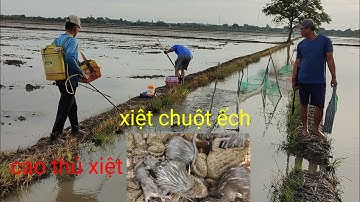 gặp cao thủ xiệt chuột ếch đồng chuẩn bị xạ lúa quá hay