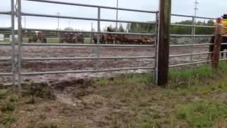 Allison Memorial Ranch Rodeo