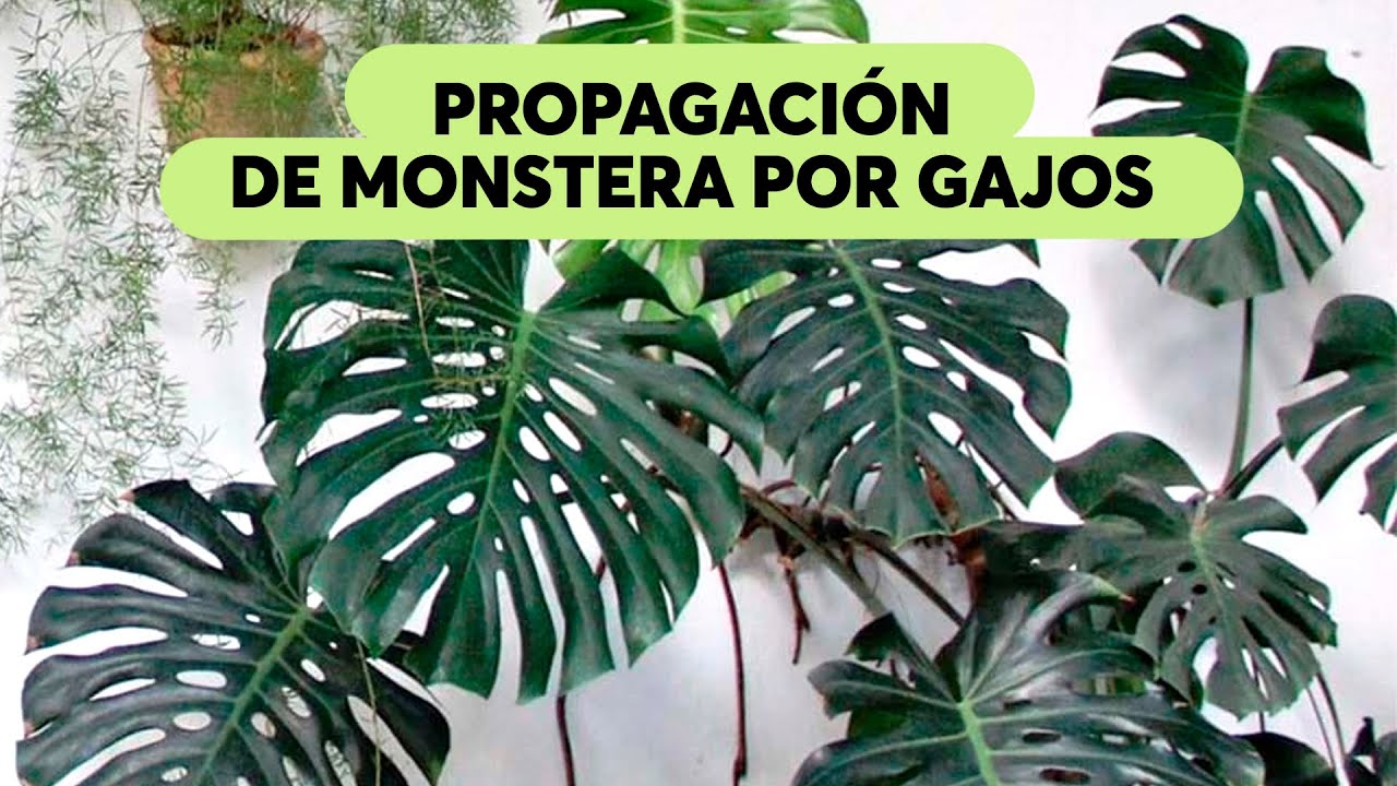 monstera monkey mask yellow leaves Monstera adansonii - Philodendron Monkey Mask Houseplants | Hortology