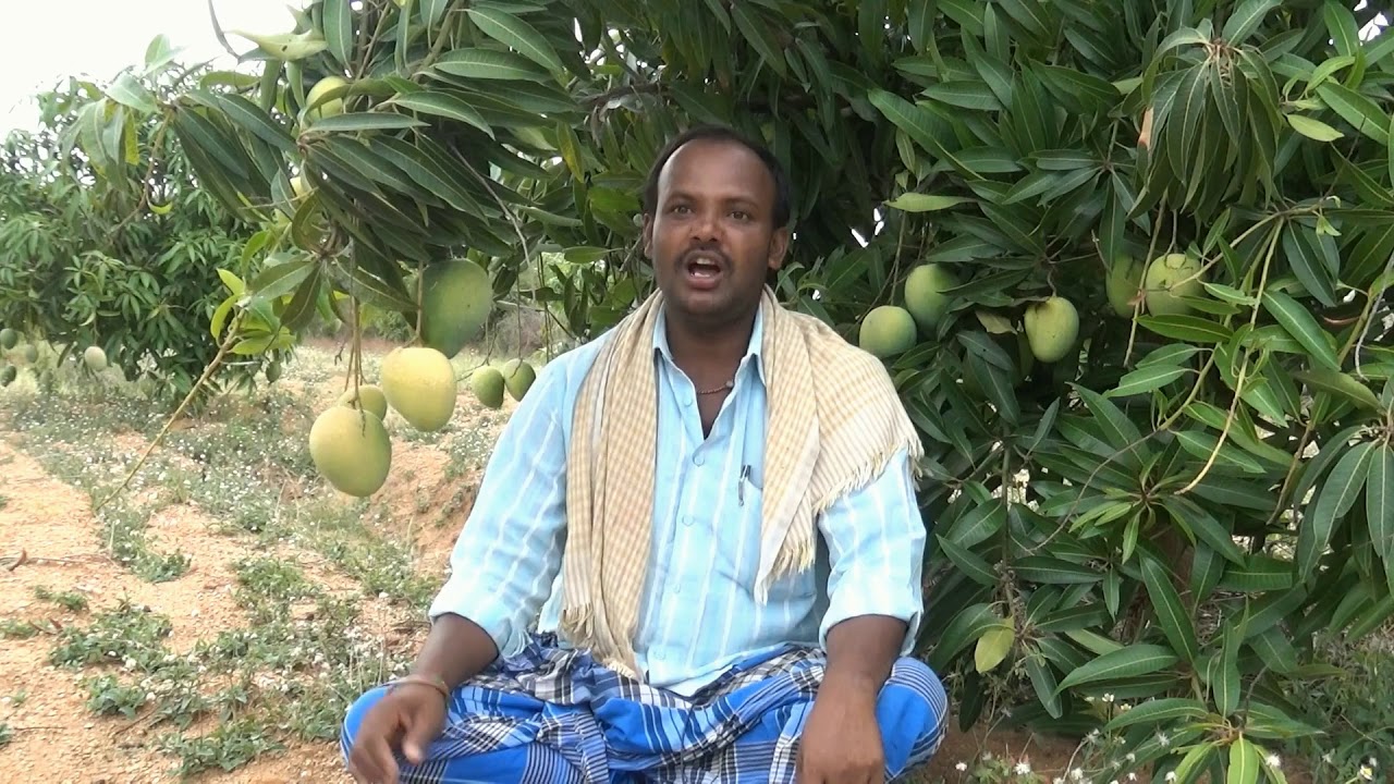 ZBNF Vs Non ZBNF Mango Orchard comparison  Anantapuramu