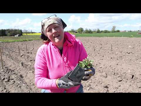 Video: Plantering Av Potatis Med Den Gammaldags Metoden