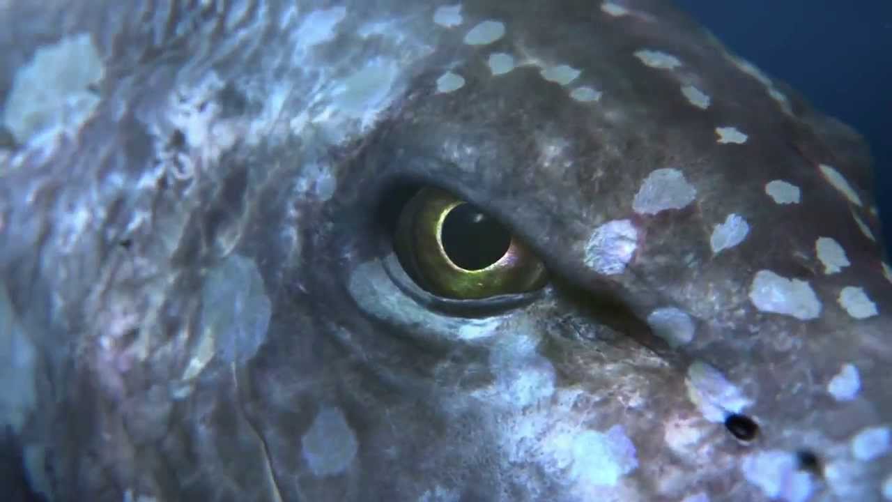 Cadbury Fish Advert  Spots v Stripes official HD version)