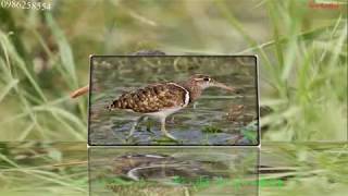 Download Lagu tiếng chim nhát hoa 2018 (Greater Painted Snipe)-Males and females call each other MP3