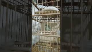 sura sirtu panik buat sirtu anti stres #sirtumania #suarasirtu