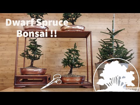 Video: Spruce Bonsai: Vormen Van Blauwe En Gewone Sparrenbonsai. Hoe Maak Je Bonsai Van De Canadese Spar Glayka Konik? Hoe Bonsai Kweken In Een Pot Of Tuin?