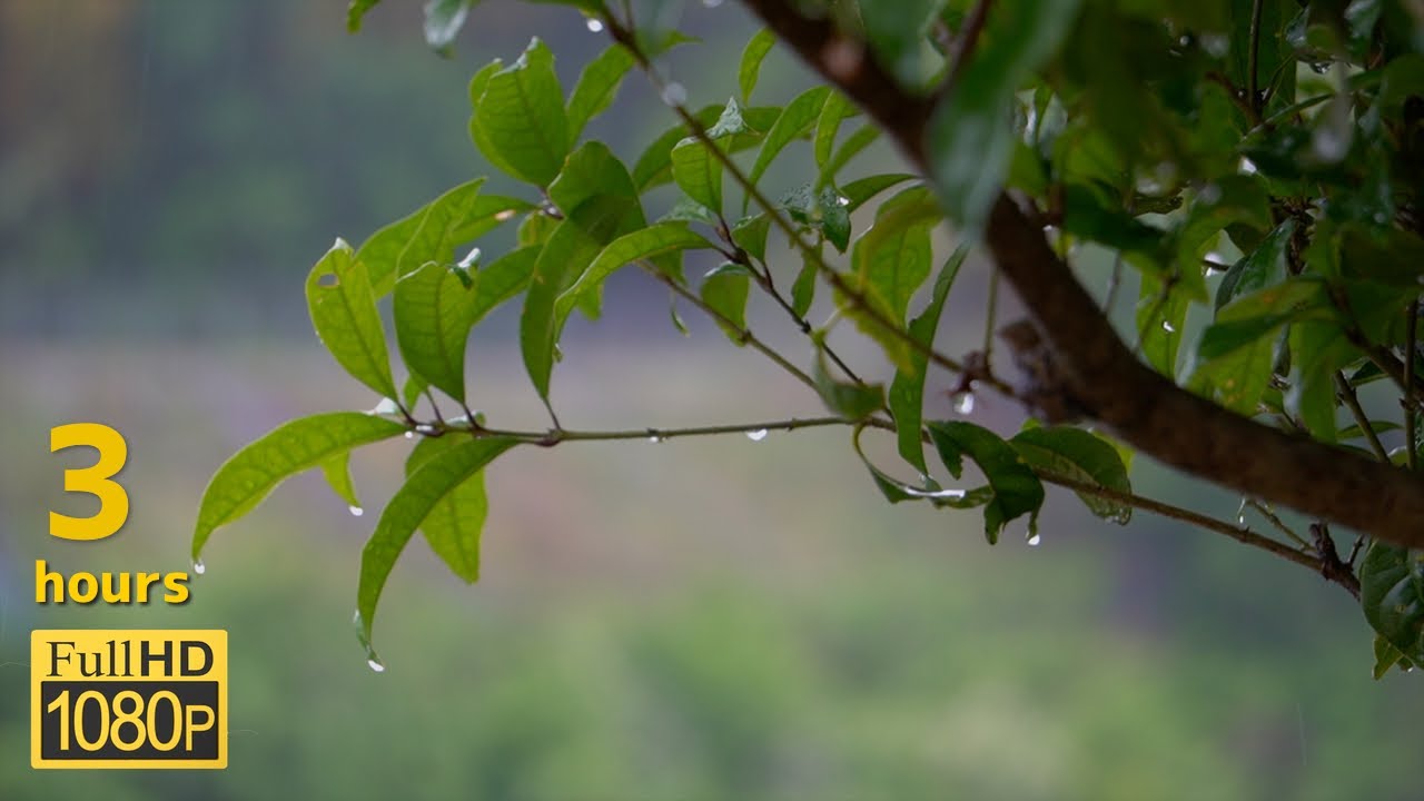 落ち着く 雨の音と葉っぱに滴るしずくに癒される3時間 作業 瞑想 睡眠用bgm Youtube 落ち着く 雨の音と葉っぱに滴るしずくに癒される3時間 作業 瞑想 睡眠用bgm Youtube