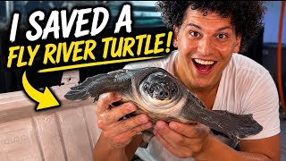I Saved a Fly River Turtle!