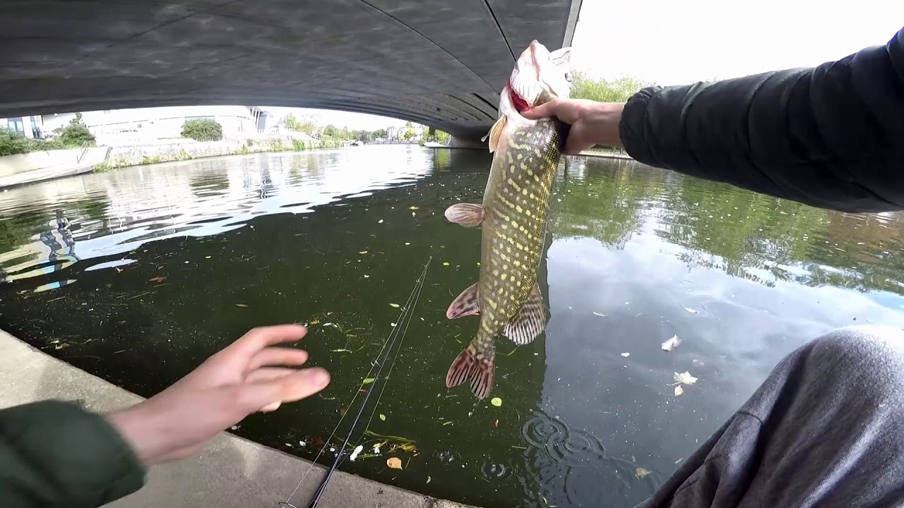 Successful fishing in Maidstone YouTube