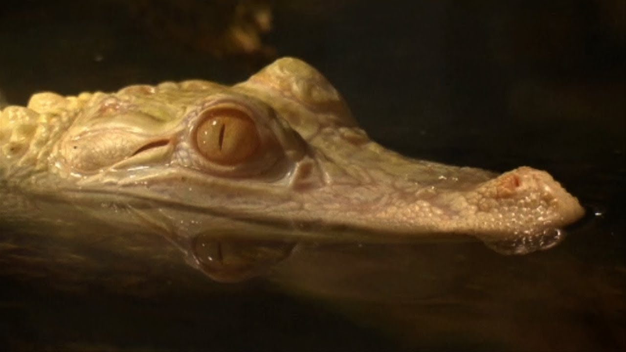 Extremely Rare White Albino Alligators Find Home in Paris