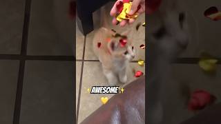 You are an AWESOME 😻🐾🐱🐈