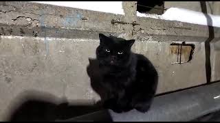 Black fluffy cat meow meow on the pipes. #cats #Stray by City cats short 990 287 views 1 year ago 1 minute, 16 seconds