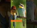 Red Backed Shrike European Bee Eater Rosy Starling Bird Sounds Relaxing Nature Sounds Red Backed Shrike European Bee Eater Rosy Starling Bird Sounds Relaxing Nature Sounds