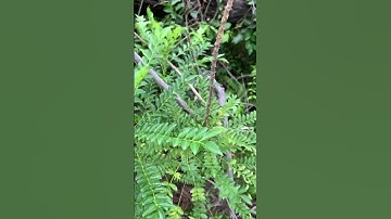 Cây Ưng bất bạc rừng giống sđt 0793215680