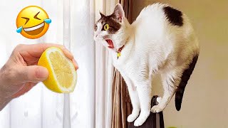 Funniest Animal Videos 2023🤣 - Funny Cats😹 and Dogs🐶 Videos! by Fluffy Life 194,065 views 9 months ago 16 minutes