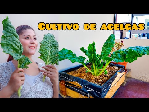 Vídeo: 5 Verduras Exóticas Que Recomiendo A Todos Cultivar Pepino. Ogurdynia. Hinojo. Okra. Acelga. Descripción Y Foto