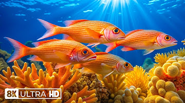 Beautiful 8K Aquarium Video – Vibrant Tropical Fish 🐟 Calming Music for Relaxation & Sleep