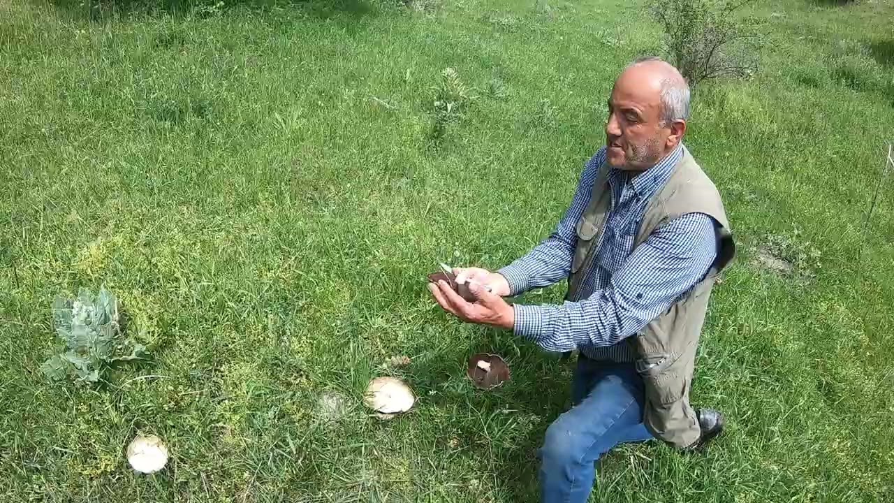 KARAVAN TOKAT TURHAL ORMANÖZÜ KÖYÜ MANTAR TOPLAMA