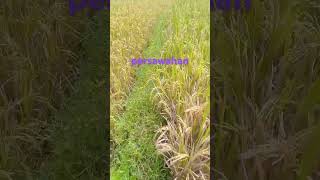 Pejuangnafkahpersawahan musik trending shorts