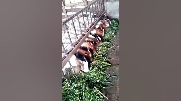 In door goat rearing Uganda