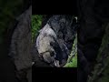 Весна. Время жизни | С приходом Весны всё оживает #animals #животные #alps #wildlife #animalshorts