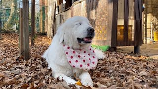 大好きなお芋に舌鼓をうつルンルン　Great Pyrenees　グレートピレニーズ