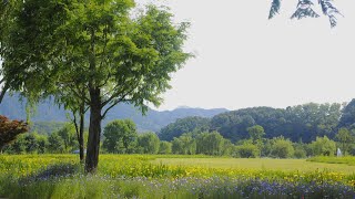 See various flowers at Iris Garden