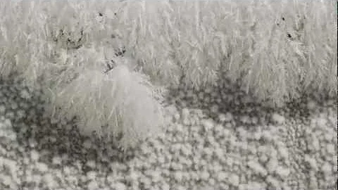 Ice Crystals Growing Time lapse