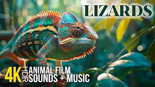 Famous 4K HDR Amazing Lizards | Close-Up Shots of Exotic Reptiles with Uplifting Music for a Mood Boost Net Worth