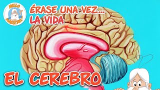 Thumbnail image for El cerebro y la comunicación | Recopilación de Episodios | Erase Una Vez... La Vida
