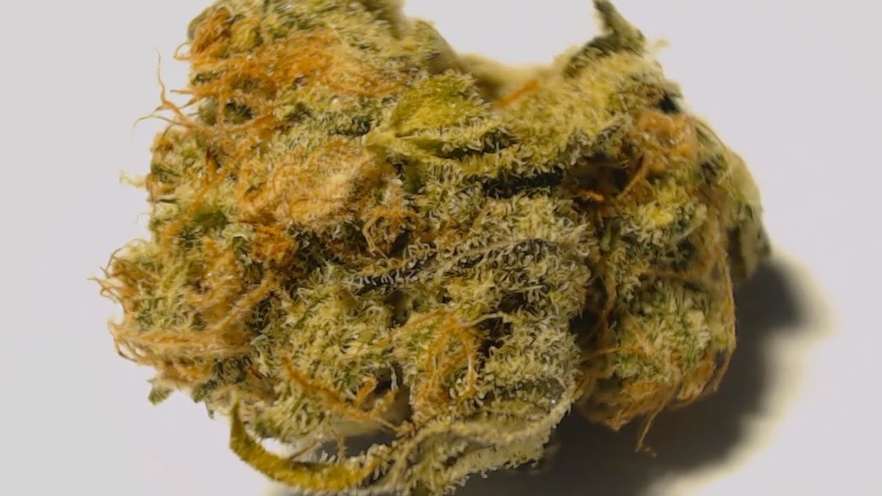 "Thin Mint Girl Scout Cookies" Marijuana Strain (Video)
