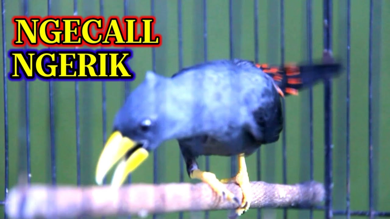 Jalak Rio Rio 🔴 Suara ngecall Panggilan jalak rio rio bikin ribut jalak rio rio bahan ...