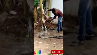 20ft KING Cobra cool to take water bath🐉 #kingcobra #bathing #rescue