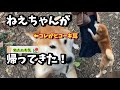 【柴犬】半年ぶりに家族に会えた柴犬。喜ぶ、甘える、そして家出しそうになる！？【茶虎猫】