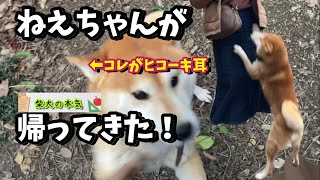 【柴犬】半年ぶりに家族に会えた柴犬。喜ぶ、甘える、そして家出しそうになる!?【茶虎猫】