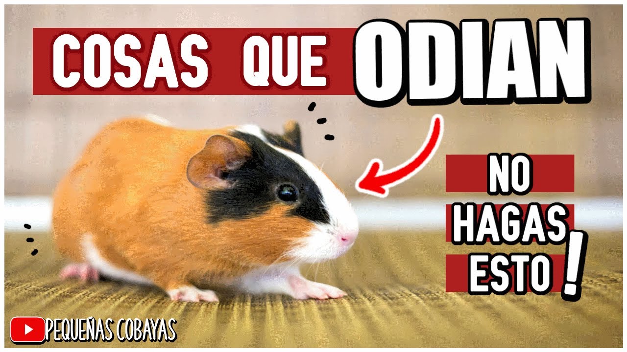 10 COSAS QUE LOS CUYOS ODIAN 😡