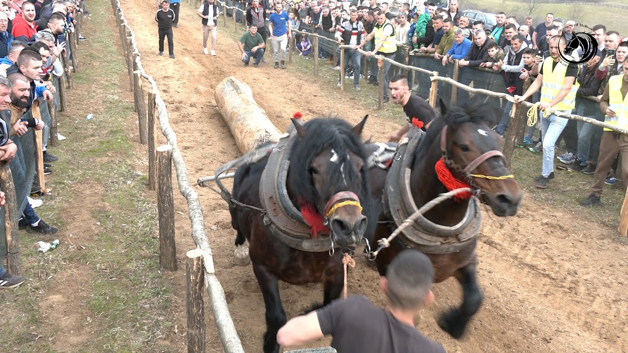 - SMOKI I KIKO UZORALI LJUBAČEVO I PONOVO NA TRONU BOSNE -