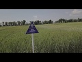АгроOnline - обліт дроном #30