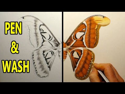 Painting The WORLDS BIGGEST MOTH Pen & Wash Watercolour