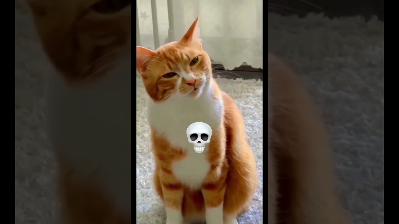 Cats with different Voices 💀