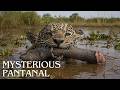 MYSTERIOUS PANTANAL | The Wild Mysteries That Will Change Your Perspective | Animal Documentary