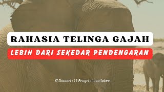 Rahasia Telinga Gajah : Lebih dari Sekedar Pendengaran