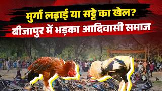 Bijapur: Uproar over cockfighting markets, allegations of betting, gambling and liquor, tribal co...