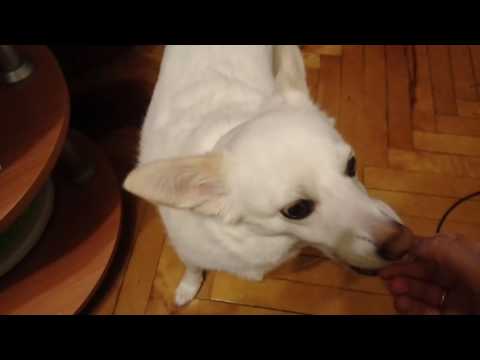 Видео: Собаки едят мандарины?