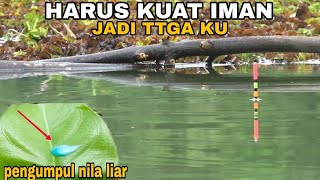 AROMA CAMPURAN LUMUT INI MEMBUAT IKAN NILA LANGSUNG ANTRI