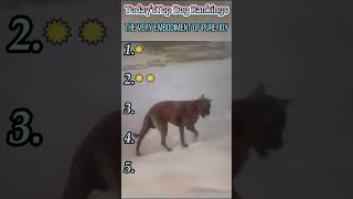 Funny Animal Compilation#foryou #funny #funnyvideo #fyp #Interesting #dog #dogvideos #interesting