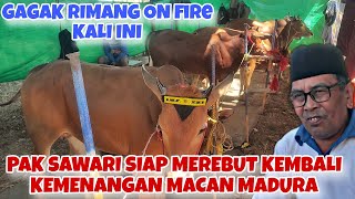 GREBEK PEDOK LOMBA KERAPAN SAPI LAPANGAN SELOK LUMAJANG || GAGAK RIMANG 4 PASANG SUPER SEMUA 🔥🔥