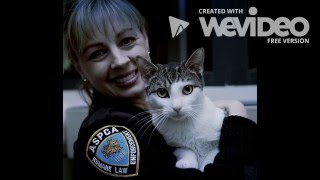 Project for Awesome - Donate To The ASPCA Today!