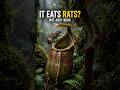 The Rat-Eating Plant's Disgusting Secret #nepenthes #carnivorousplants #gross